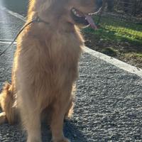 Disponibili cucciole vi Golden americane