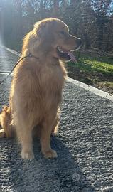 Disponibili cucciole vi Golden americane