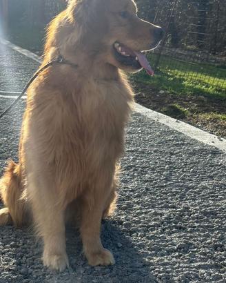 Disponibili cucciole vi Golden americane