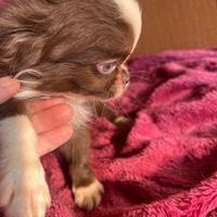 Chihuahua TOY bianco cioccolato occhi chiari