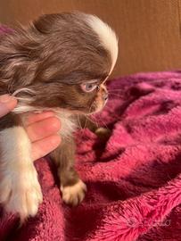 Chihuahua TOY bianco cioccolato occhi chiari