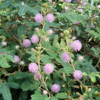 Piante di Mimosa pudica, pianta sensitiva