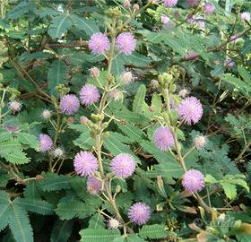 Piante di Mimosa pudica, pianta sensitiva