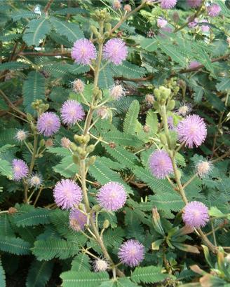 Piante di Mimosa pudica, pianta sensitiva
