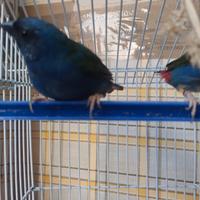 Diamanti di Tanimbar