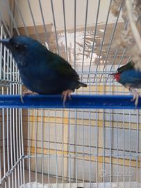 Diamanti di Tanimbar