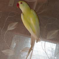 Parrocchetto dal collare pallid turquoise