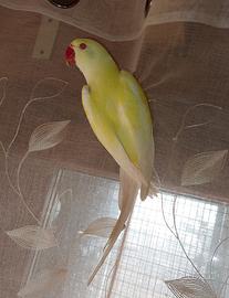 Parrocchetto dal collare pallid turquoise