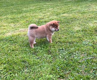 Shiba inu cuccioli