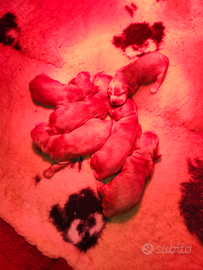 Cuccioli di cocker spaniel fulvi