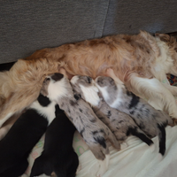 Vendita cuccioli border collie