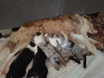 Vendita cuccioli border collie