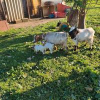 Coppia di caprette nane