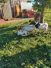 Coppia di caprette nane