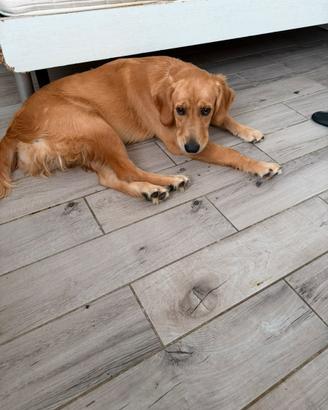 Golden retriver 7 messi