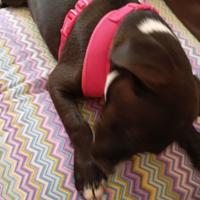 Cucciole meticce taglia media a Imola