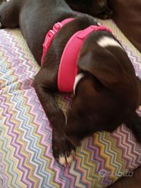 Cucciole meticce taglia media a Imola