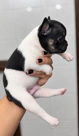 Bulldog francese