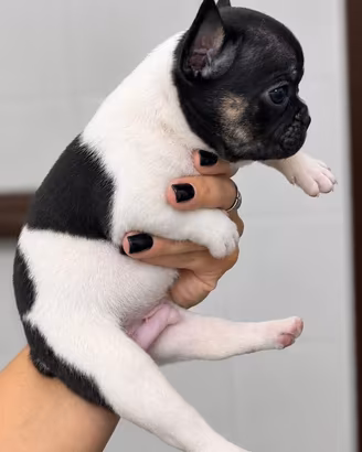 Bulldog francese