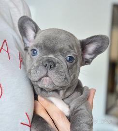 BULLDOG FRANCESE PUPPY BLU - bouledogue pag rate
