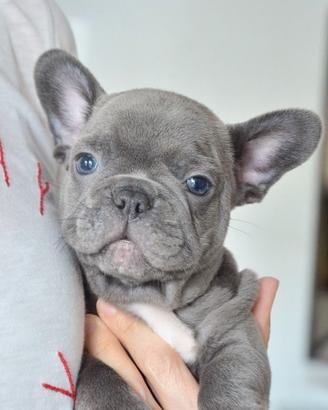 BULLDOG FRANCESE PUPPY BLU - bouledogue pag rate
