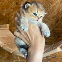 Scottish straight golden