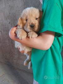 Cuccioli Golden retriever americano