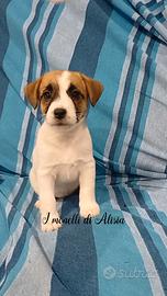 Cuccioli di Jack russell terrier con pedigree