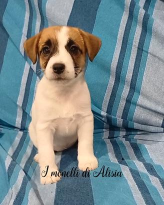 Cuccioli di Jack russell terrier con pedigree
