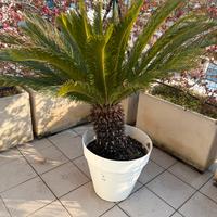 Chicas con vado girevole