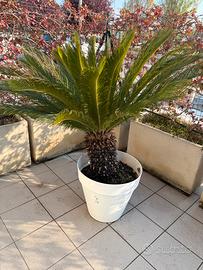 Chicas con vado girevole