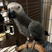 Cenerino baby italiano