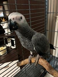 Cenerino baby italiano