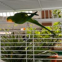 Parrocchetto di barraband