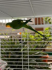 Parrocchetto di barraband