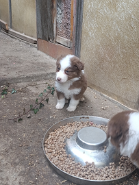 Australian shepherd Maschio con pedigree