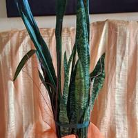 Sansevieria, pianta del benessere 