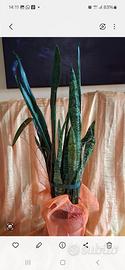 Sansevieria, pianta del benessere 
