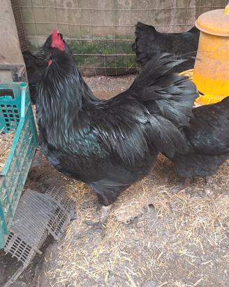 Galline