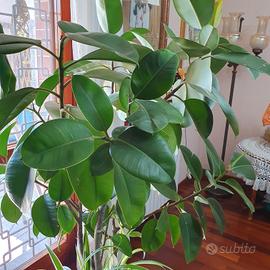 Ficus elastica con vaso
