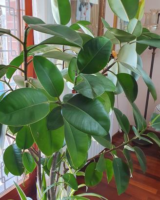 Ficus elastica con vaso