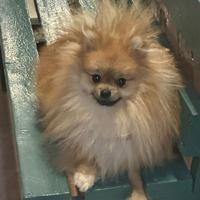 Disponibile per monta