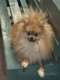 Disponibile per monta