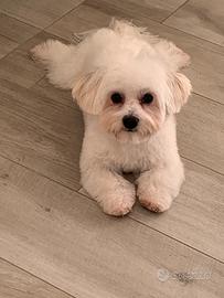 Maltese per accoppiamento