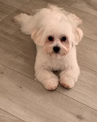 Maltese per accoppiamento