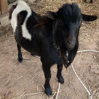 Capra tibetana maschio non castrato