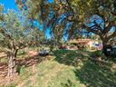 villa-con-oliveto-e-pineta