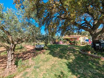 Villa con oliveto e pineta