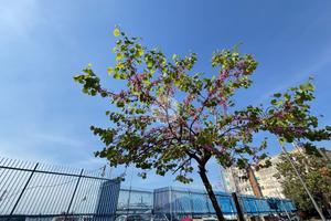 MULTILOCALE A CASTELLAMMARE DI STABIA
