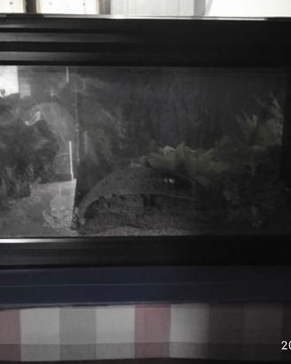 acquario acqua Life